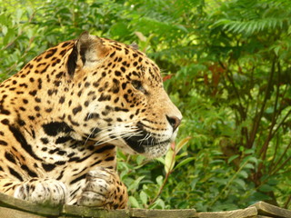 Fototapeta na wymiar Dziki kot - Panther - Leopard
