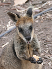 swamp wallaby