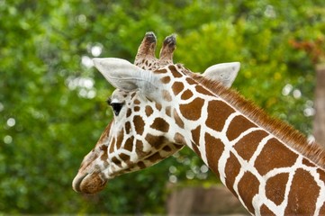 Obraz premium Giraffe