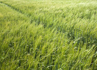 farmland  cornfield before harvesting of arable crops