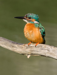 Kingfisher