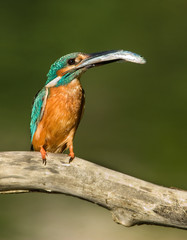 Kingfisher with fish