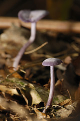 Champignon de la forêt du Gâvre 3