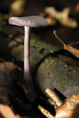 Champignon de la forêt du Gâvre 2