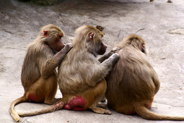 lousing baboons
