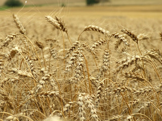 background made of yellow and gold cereal