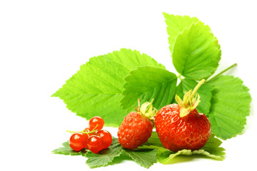 wild berry isolated on white background