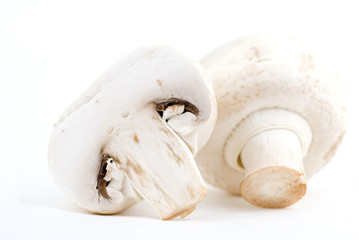 Fototapeta premium Mushroom