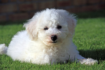 An 8 week old white and apricot Brichon Frese Puppy