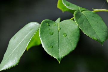 Feuilles à la rosée du matin
