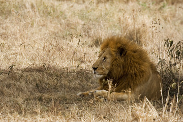 Obraz na płótnie Canvas fluffy Serengeti lion resting in shade