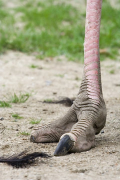 right foot of an ostrich and feather