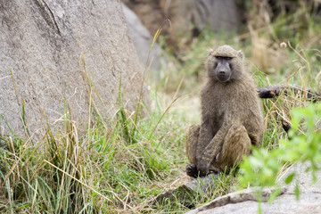 yellow baboon sitting, waiting and looking longingly