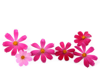 Fresh red and pink flowers lay on a white background.