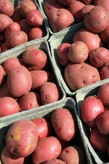 Young Red Potatoes