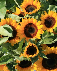 Yellow Sunflowers with brown centers, bouquets