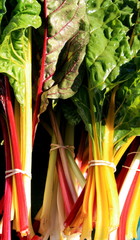 Rainbow Swiss Chard