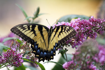 Eastern tiger swallowtail butterfly (papilio glaucus)