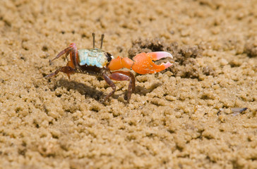 Fiddler Crab