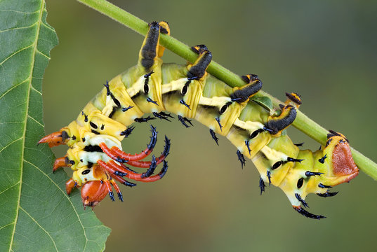 Moth Caterpillar Eating Walnut
