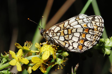 Heathfritillary (Melithaea athalia) butterfly on flower