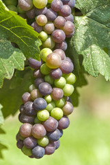 Ripening Pinot Noir Grapes Hanging on the Vine