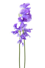 Fototapeta na wymiar Beautiful blue flower on a white background