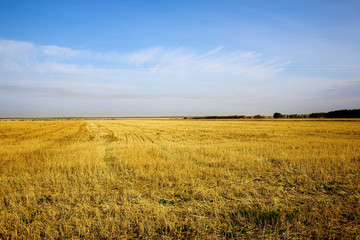 autumn agricultural field with blue sky above