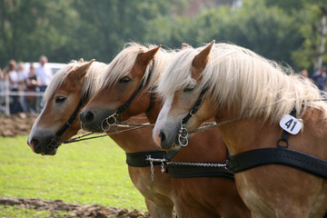 Haflinger-Gespann © Martina Berg