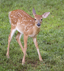 whitetail deer fawn with spots in the summer