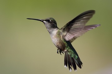 Hummingbird hovering
