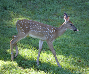 walking whitetail fawn with its tongue out