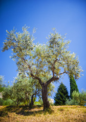 Olive tree on blue sky background.