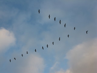 birds in a v