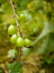 gooseberry