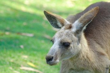 Kangaroo