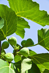 green fig and leaves.