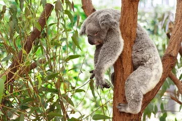 Zelfklevend Fotobehang Koala © ocwo