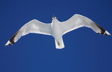 Gull