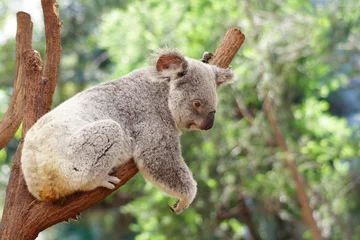 Foto op Plexiglas Koala © ocwo