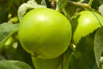 Lovely green apples hanging on a tree.