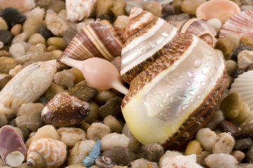 Large seashell and pebbles