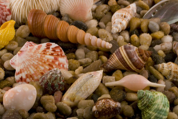 Spiral and other shaped seashells