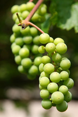 Green grape cluster
