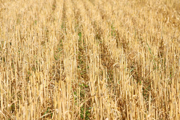 Field after harvesting - only stubbles left