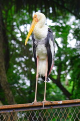 Yellow Stork Bird