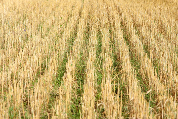Field after harvesting - only stubbles left