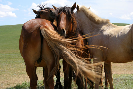 Trois chevaux en Mongolie