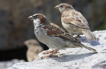 House Sparrow.