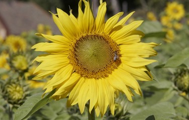 Fototapeta premium Sunflower